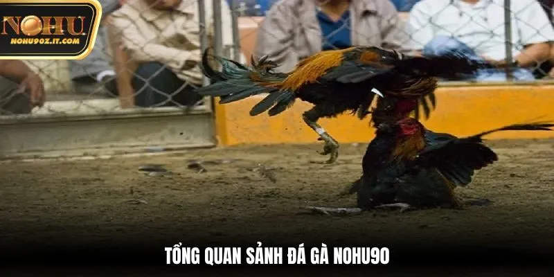 Tổng quan sảnh đá gà Nohu90
