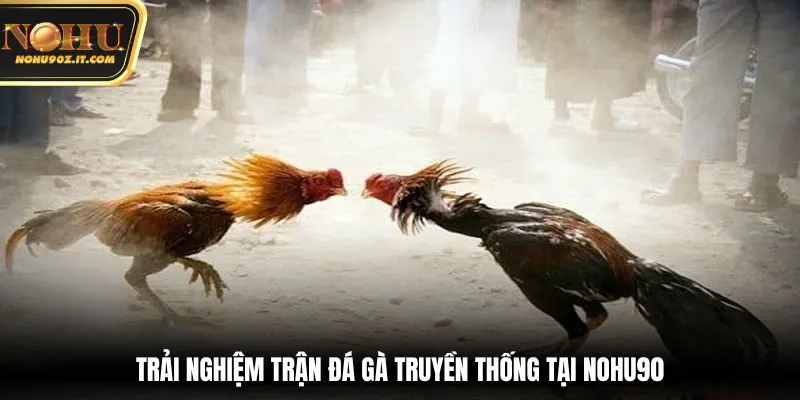 Trải nghiệm trận đá gà truyền thống